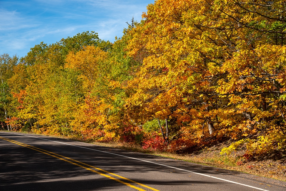 Roadside Autumn Leaves in the UP