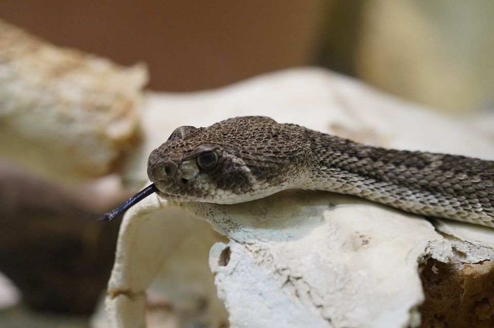Snake head terrarium