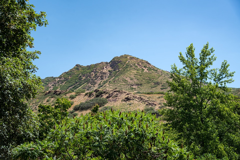 Looking up the Mountain at the Botanical Gardens