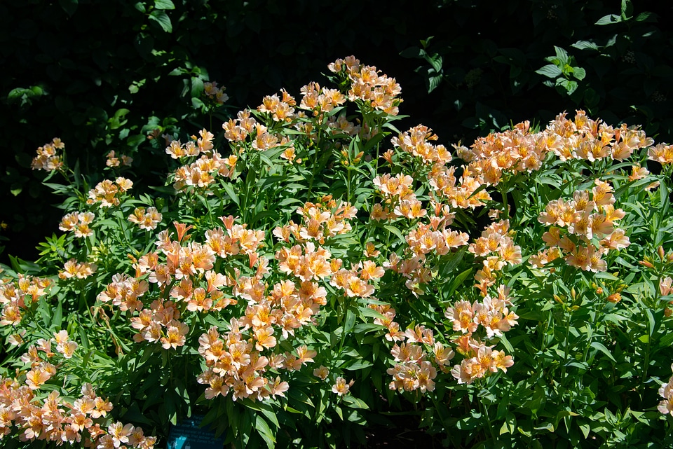 Orange Flowers at the Botanical Gardens