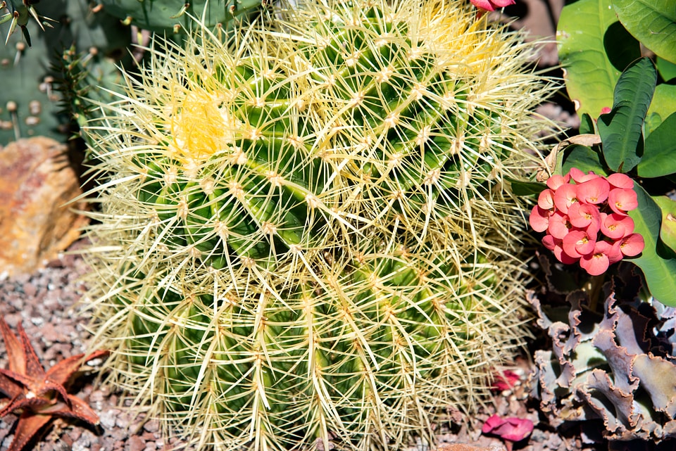 Yellow spines on ball Cactus