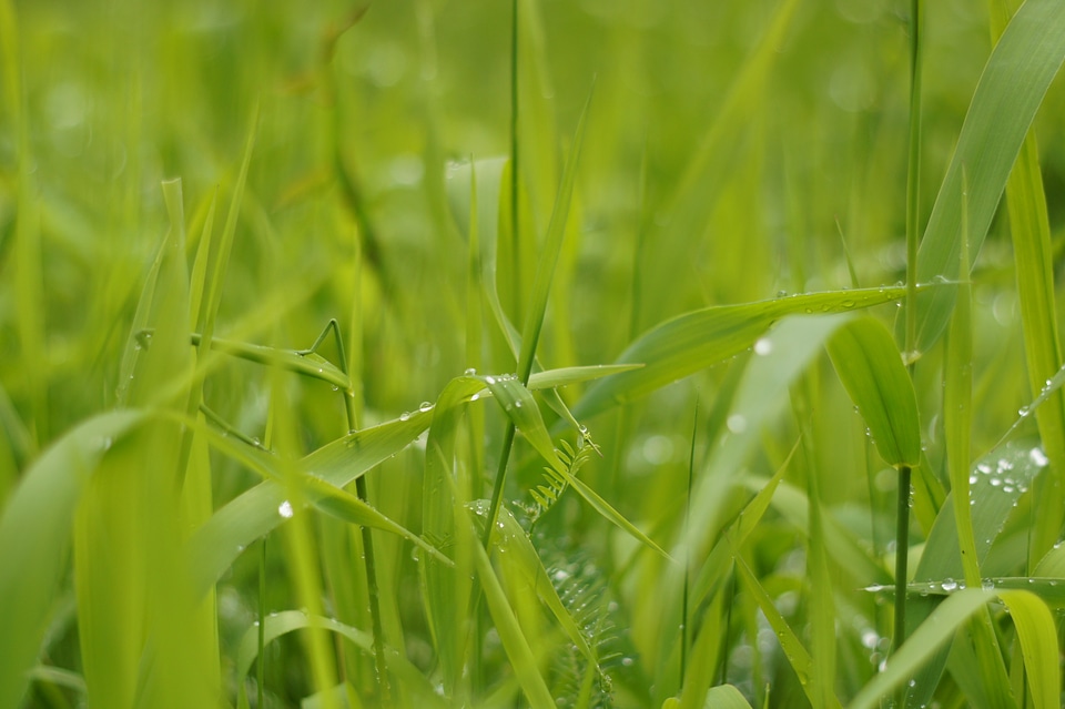 Drip nature blade of grass photo