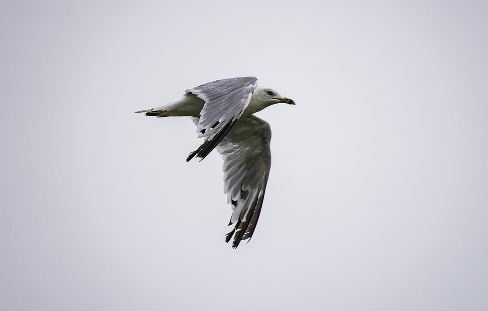 Ring Billed Gull in flight