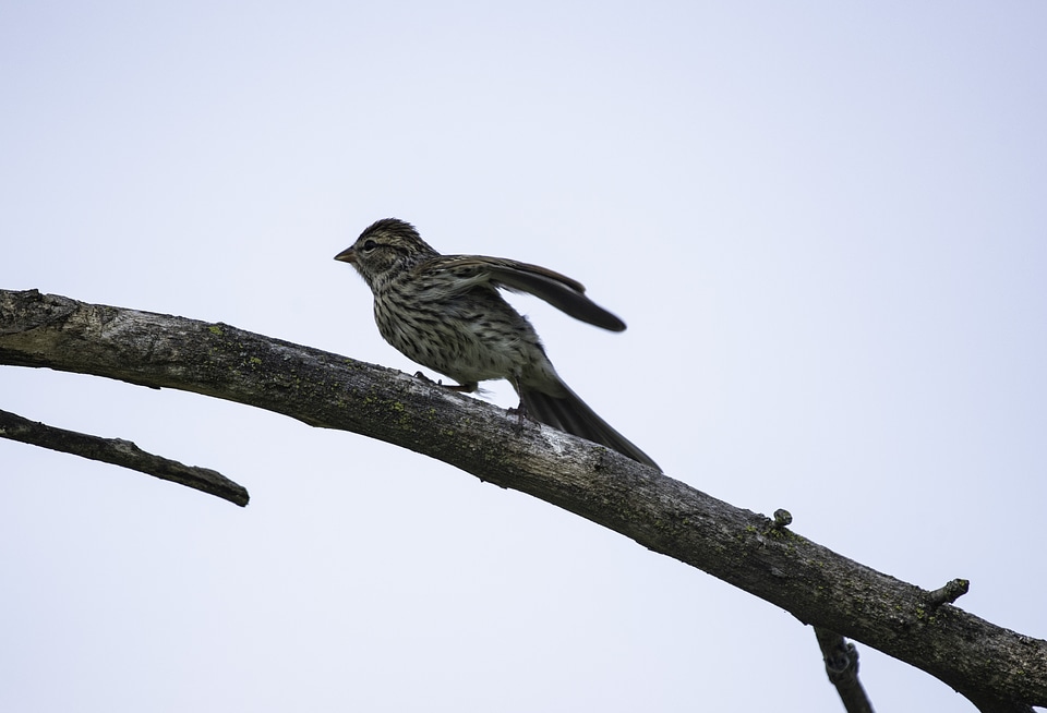 Male House finch getting ready to take off