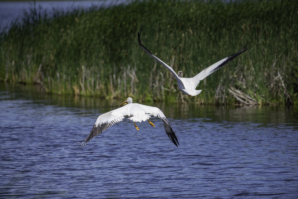 Pelicans taking off from the water