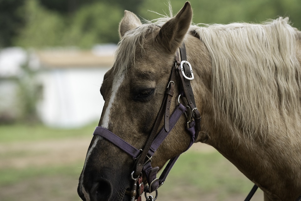 Horse head close up