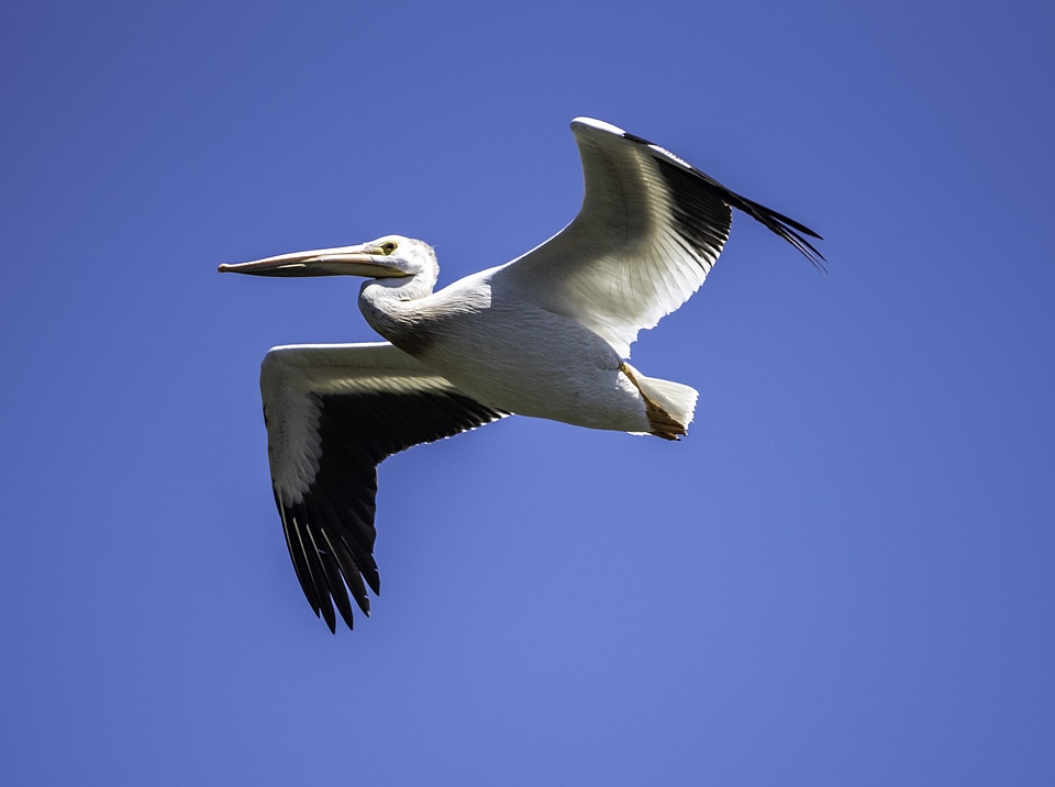 Pelican soaring high above the Marsh