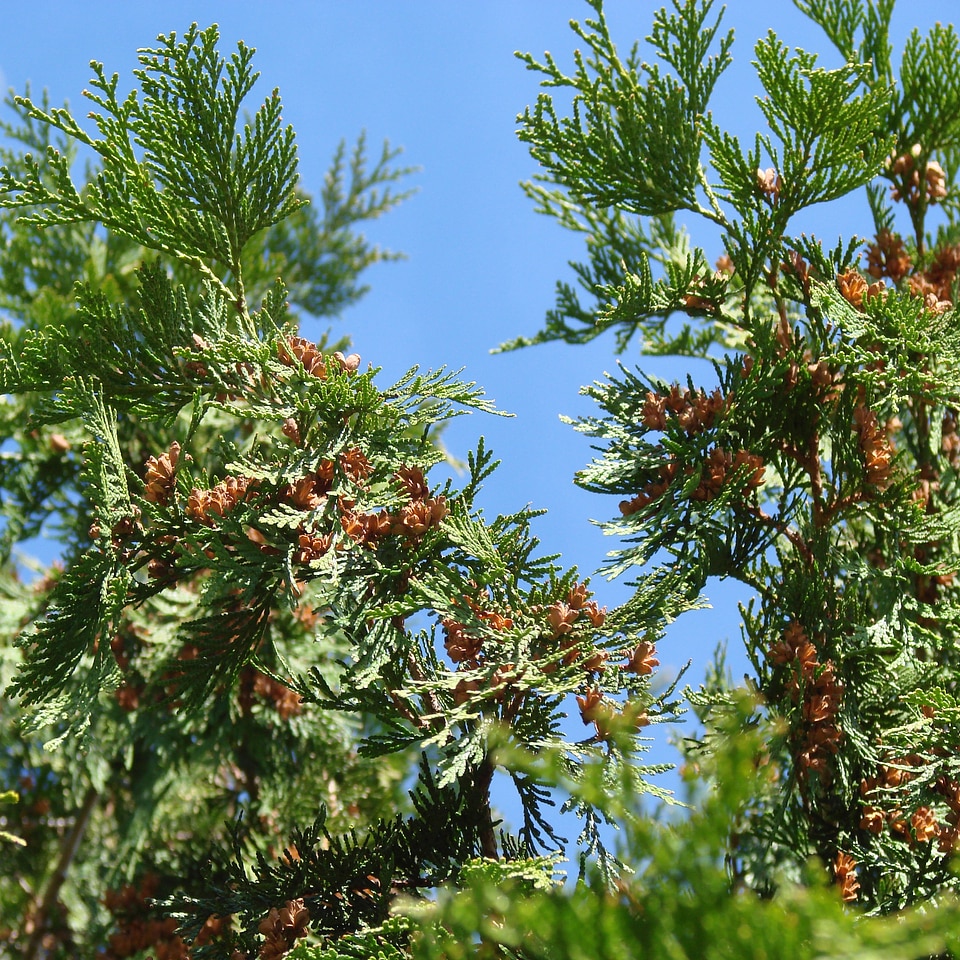 Tree green nature