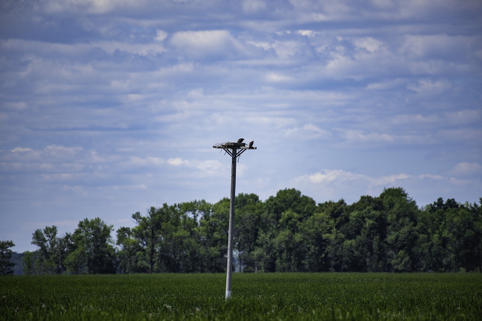 Ospreys on the platform under the sky