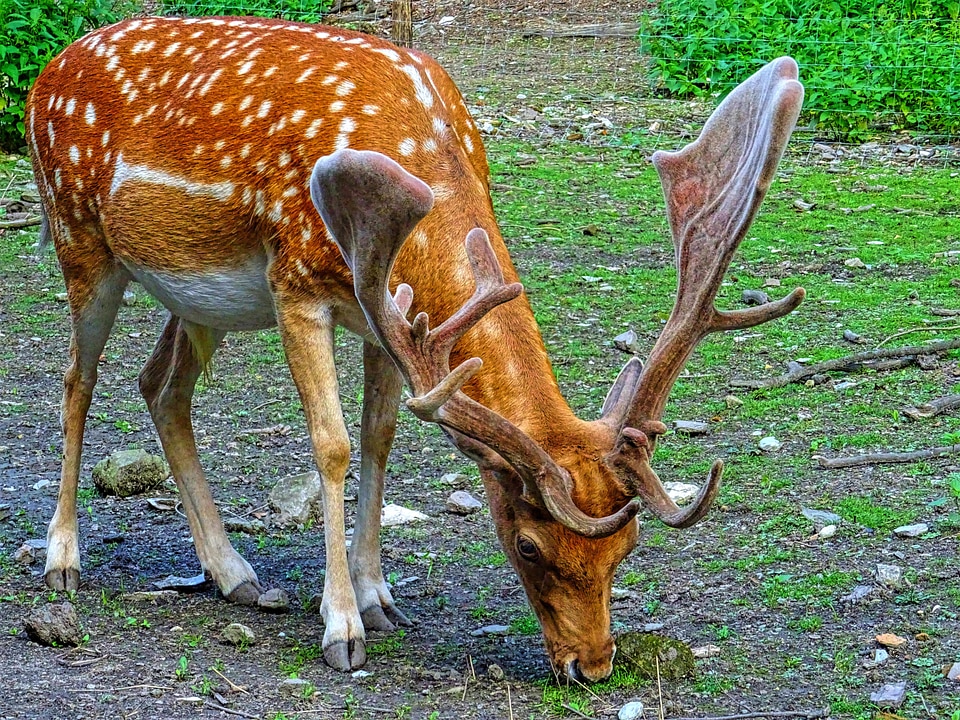 Spotted Deer with Antlers