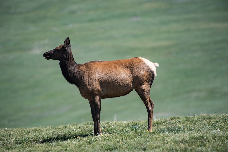Full view of Elk standing up