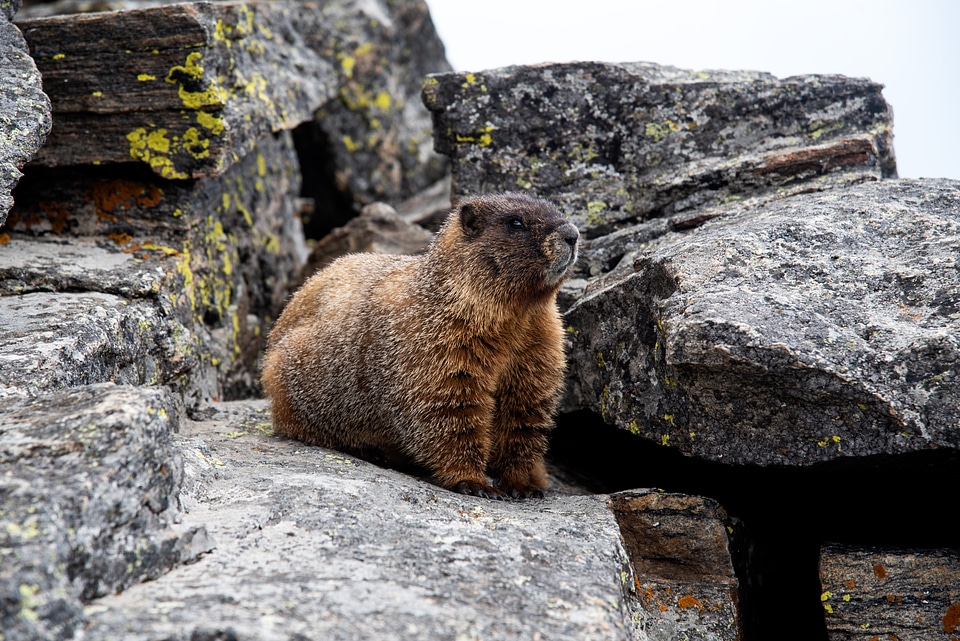 Yellow Bellied Marmot standing on the rocks