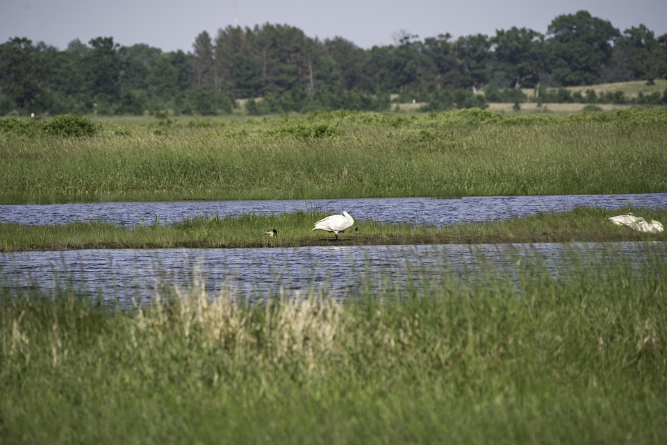 Swans standing around the marsh