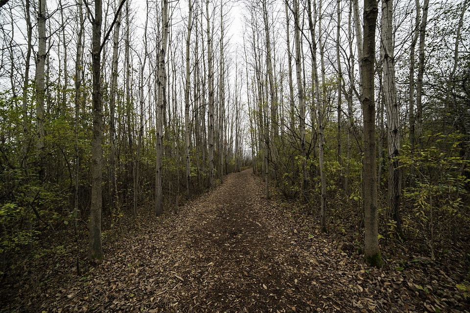 Forest Corridor with Trees