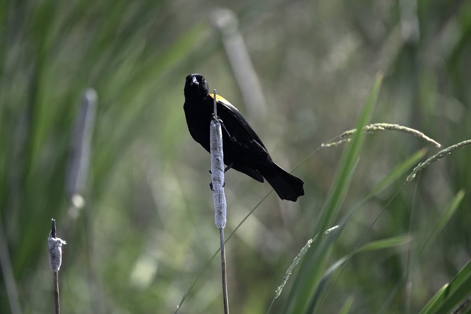 Red Winged Blackbird standing on grass in Marsh
