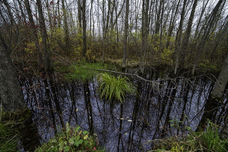 Trees with Swamp Pond