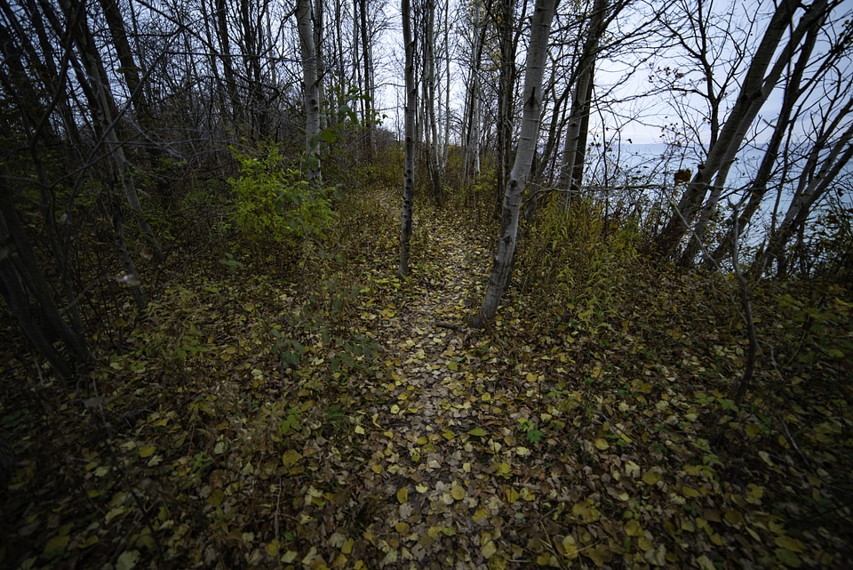 Forest path with leaves on the ground