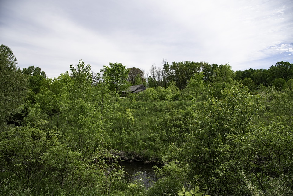 House within the Trees