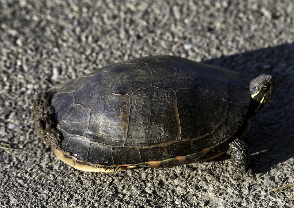 Turtle on the road