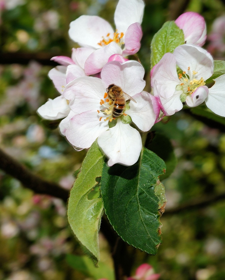 Bloom bee pollination