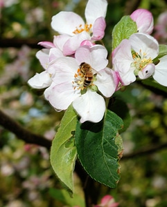 Bloom bee pollination photo