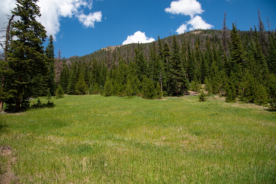 Meadow and Trees and forest in the mountains