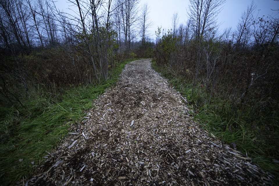 Hiking Path through the woods in the morning photo