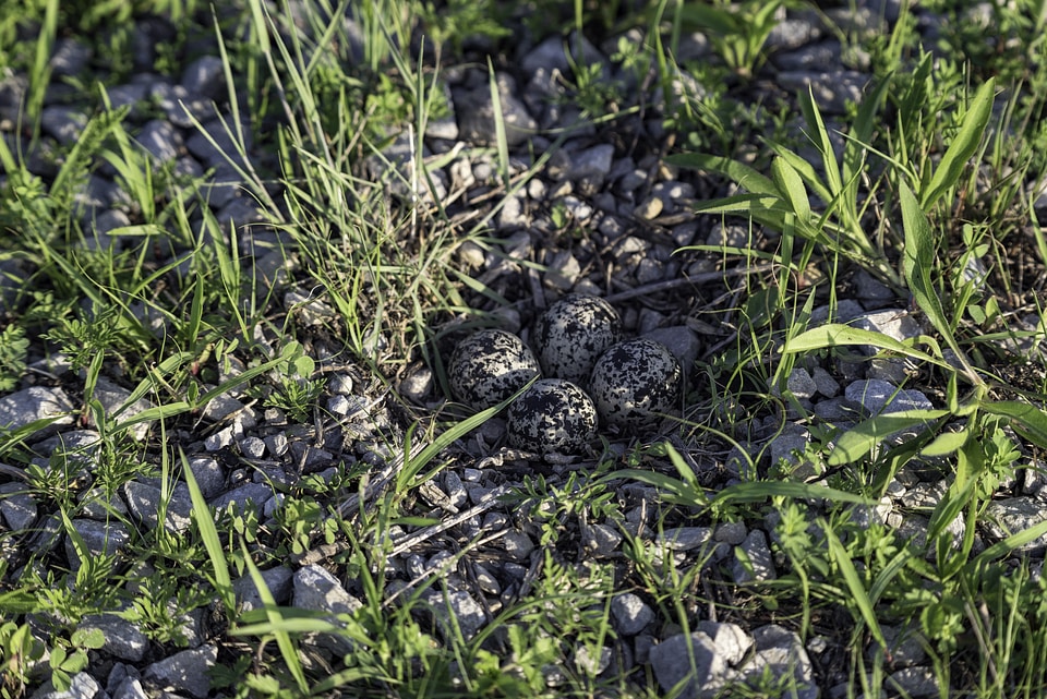 Killdeer nest with eggs on the ground