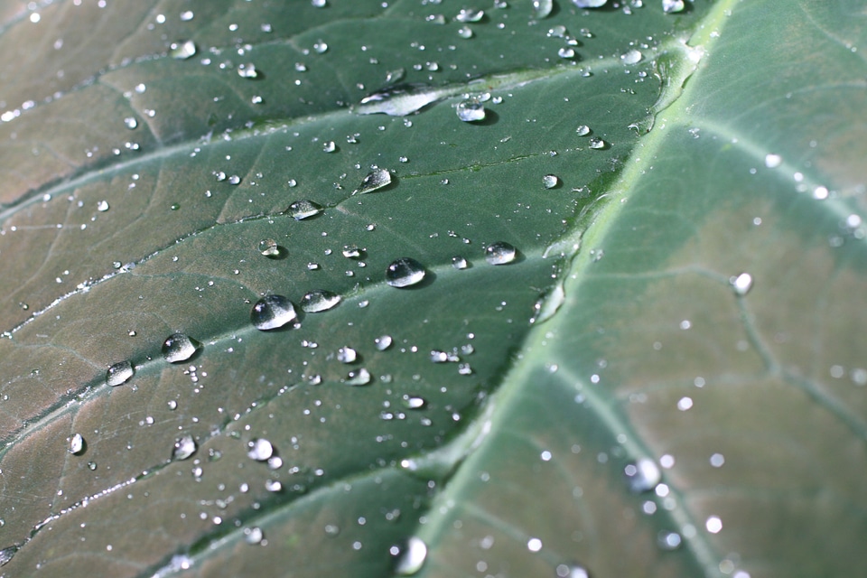 Rain tropical water drops