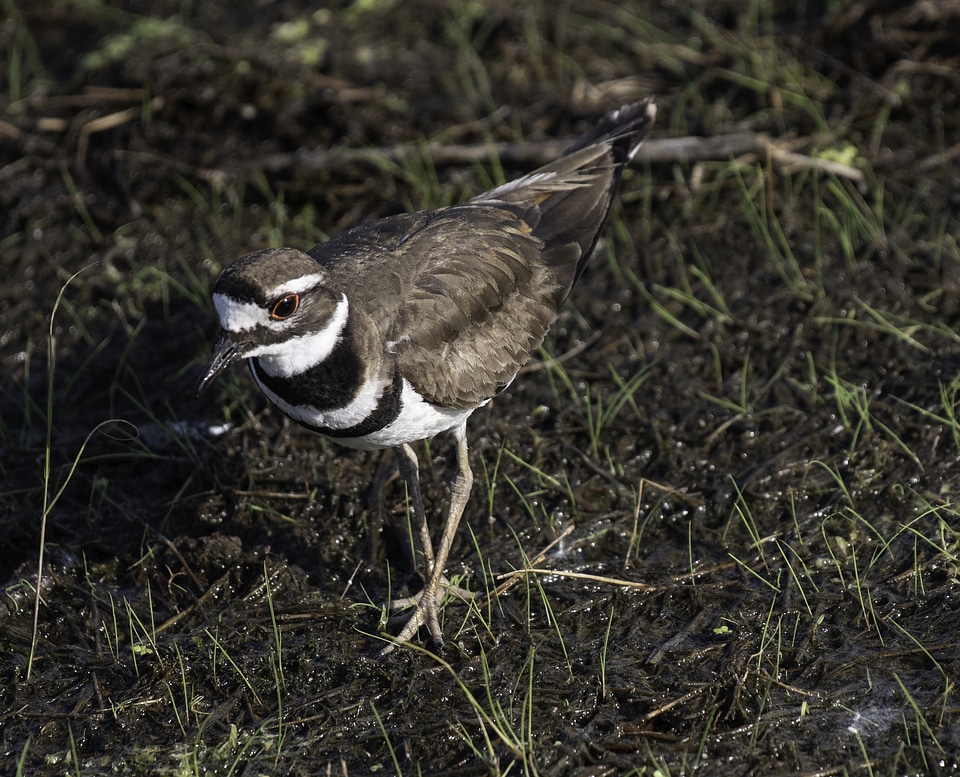 Killdeer walking on the ground