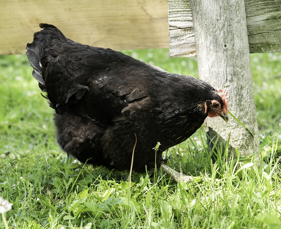 Chicken in the grass