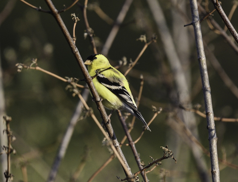 Yellow Finch on Tree branch