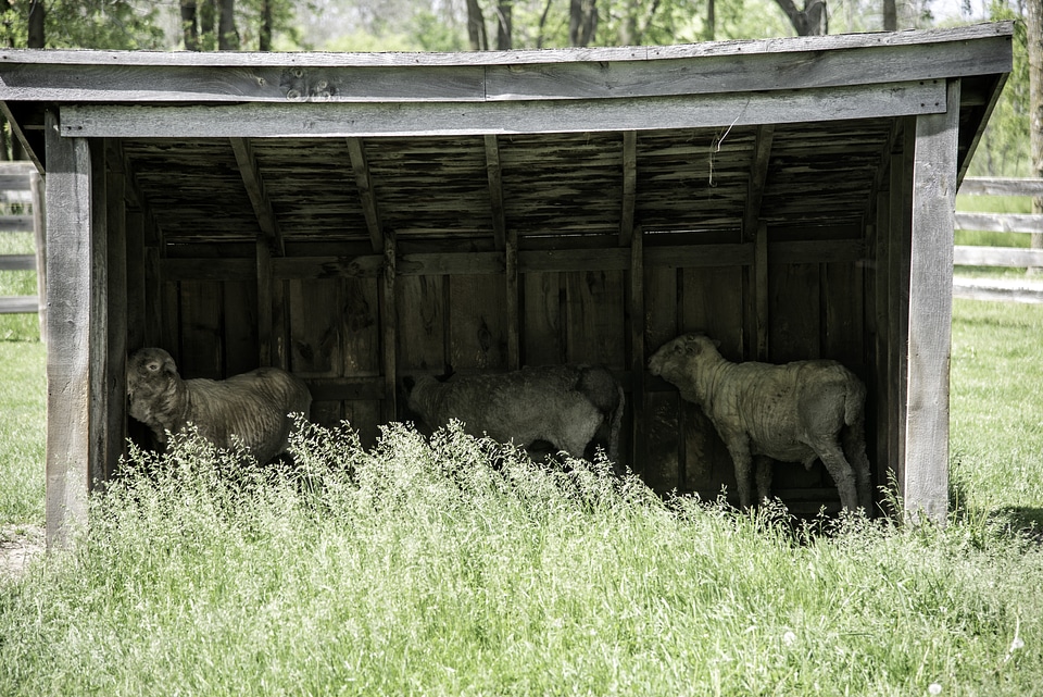 Sheep Barn on the farm
