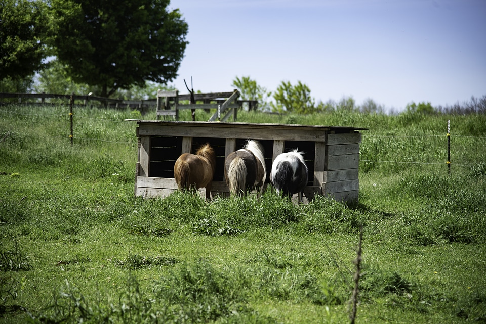 Horses in the Stable