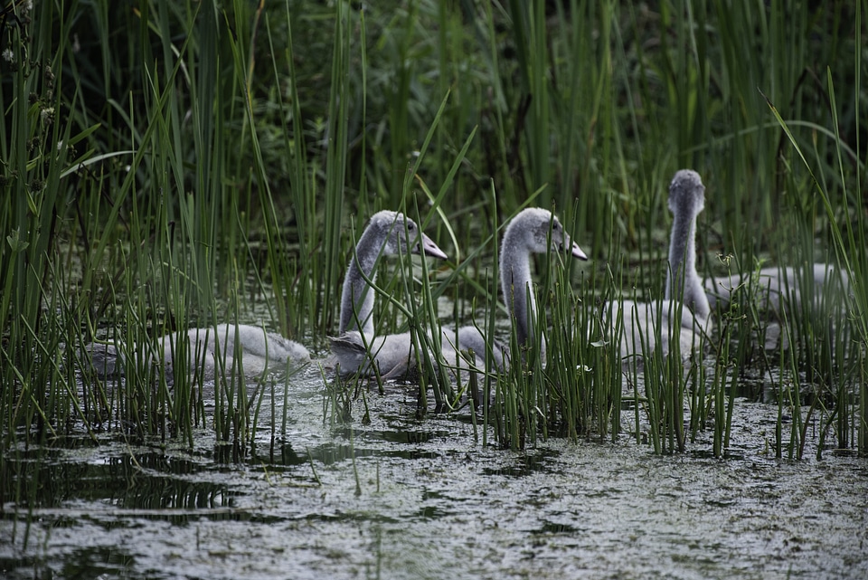 Little Cygnets swimming in the marsh