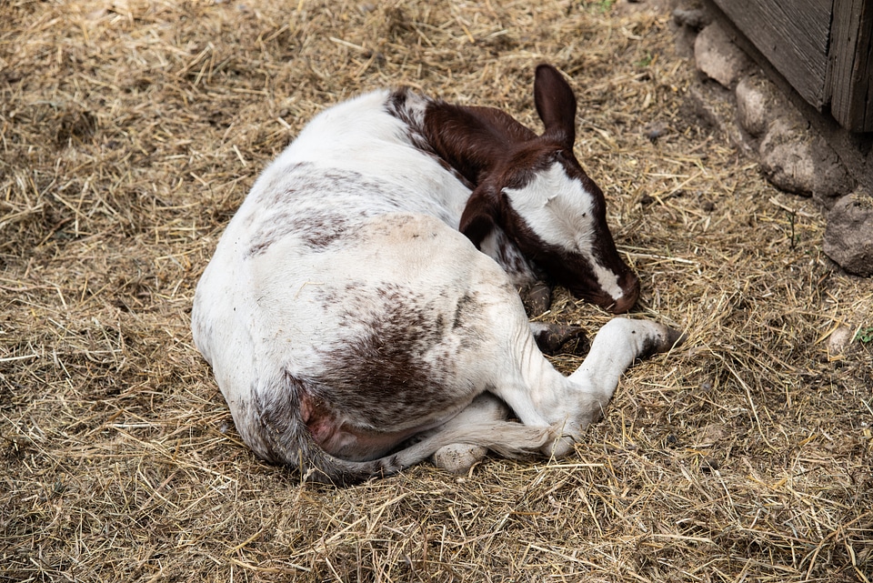 Calf lying in the hay