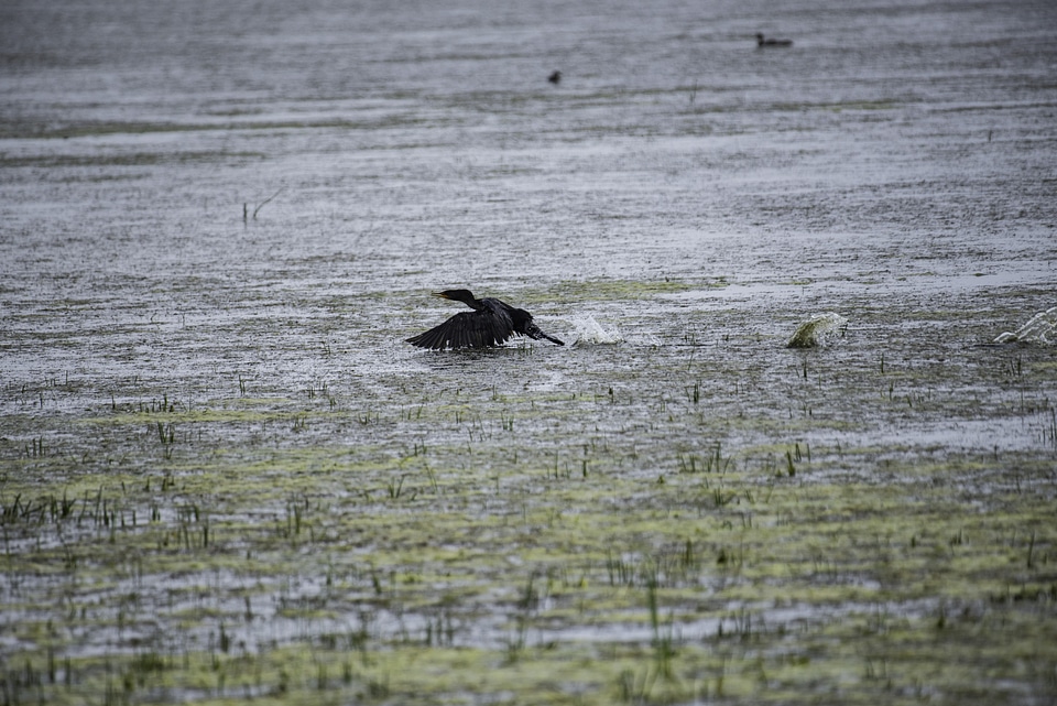 Cormorant taking off from the water