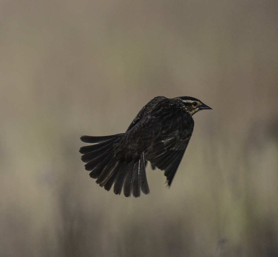 Female Red-winged Blackbird