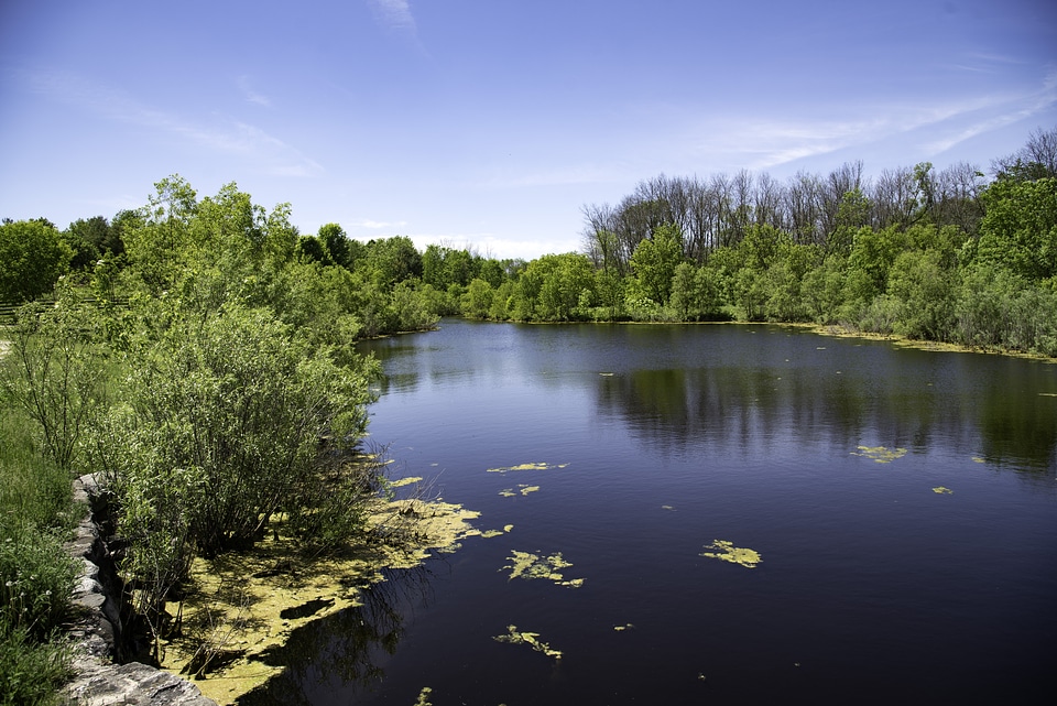 Millpond landscape with water and trees