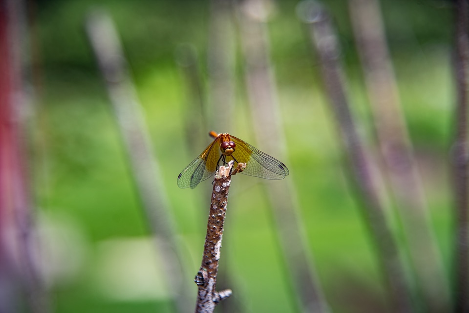 Dragonfly resting on stem
