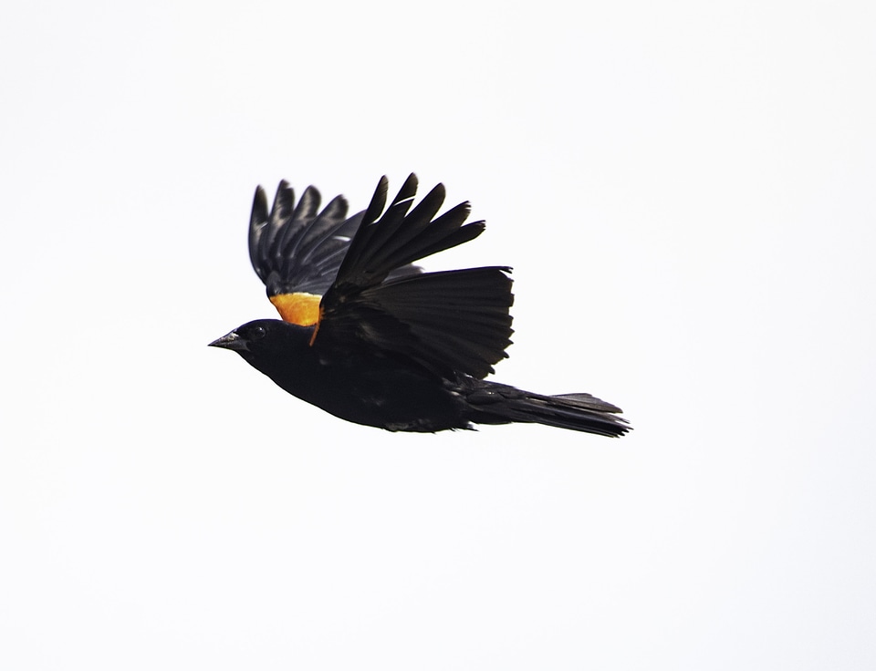 Red-winged blackbird in full flight