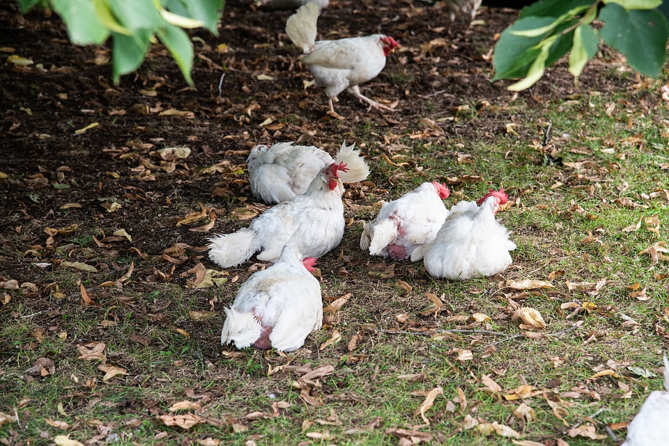 Chickens in the shade