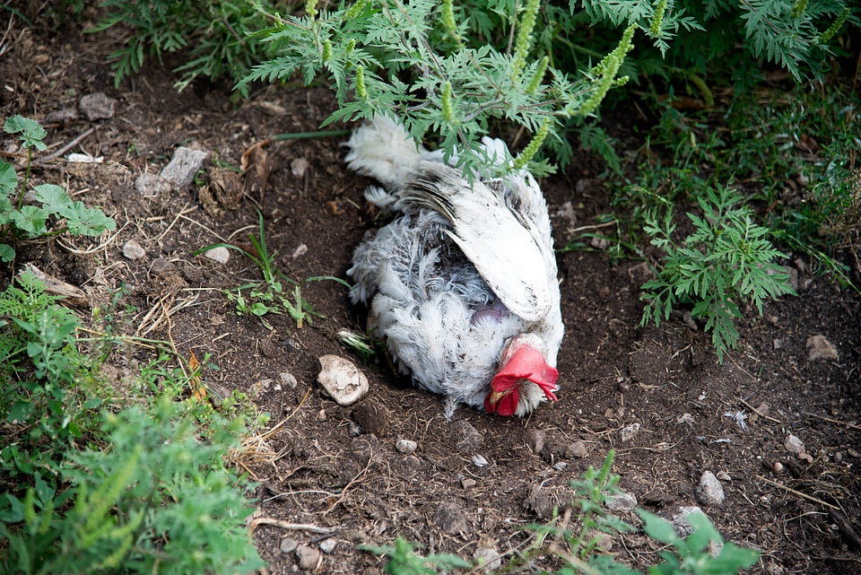 Chicken rolling around in the dirt