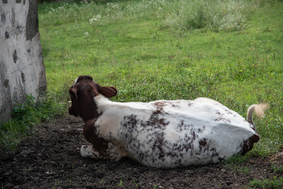 Calf rolling around in the Dirt