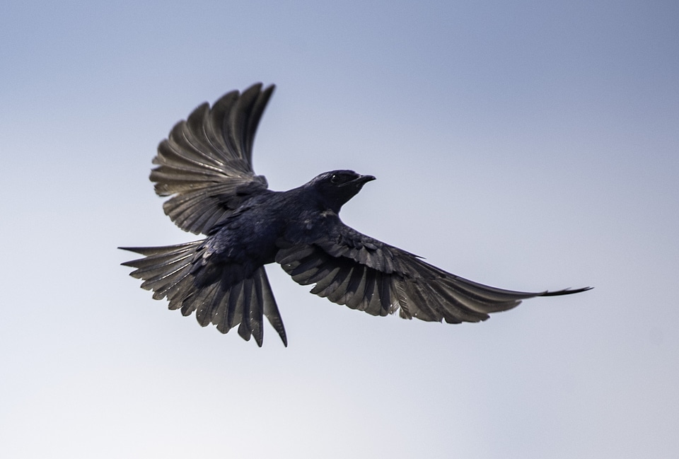 Purple martin spreading its wings in flight