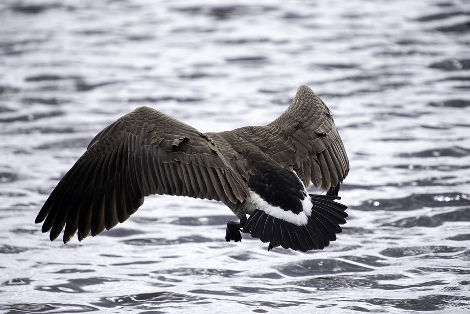 Goose landing in the water