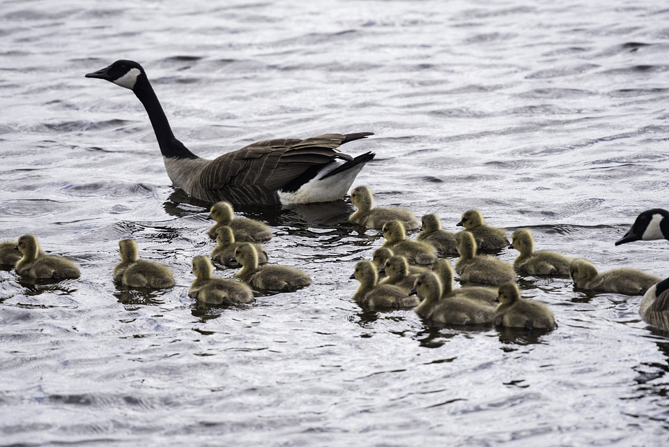 Groups of Goslings swimming with mother goose