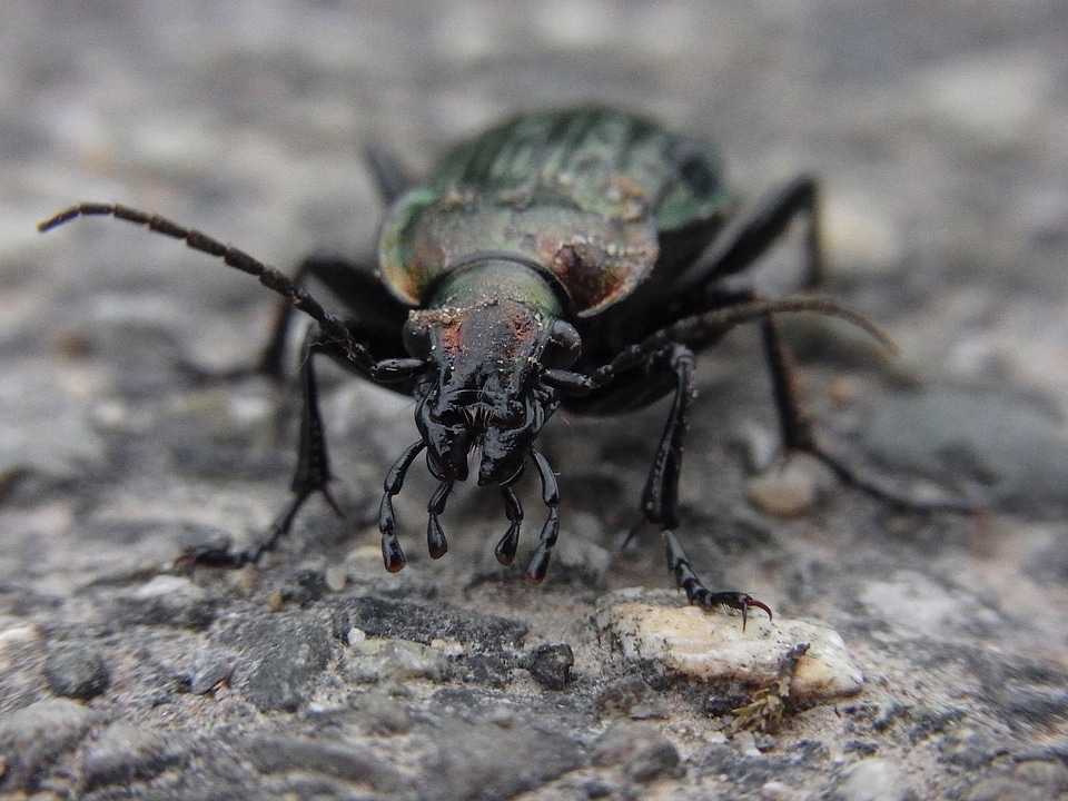 Ground beetles nature macro
