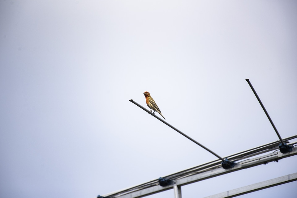 House finch sitting on weather vane