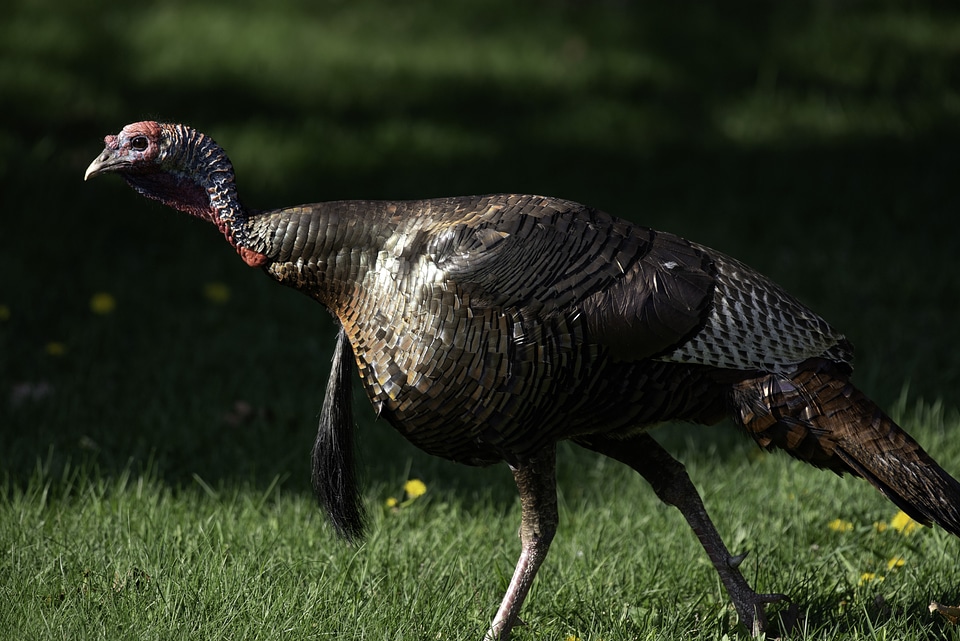 Wild Turkey walking